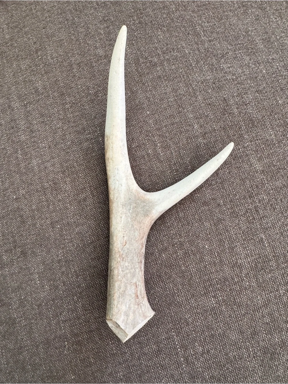 All Natural Antler Dog Chew